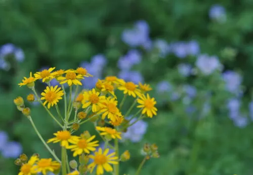 Small yellow flowers in focus in a garden on a bright day.