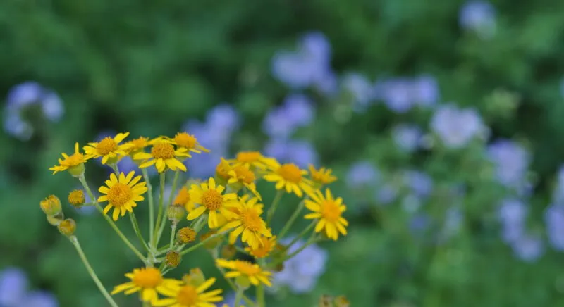 Small yellow flowers in focus in a garden on a bright day.