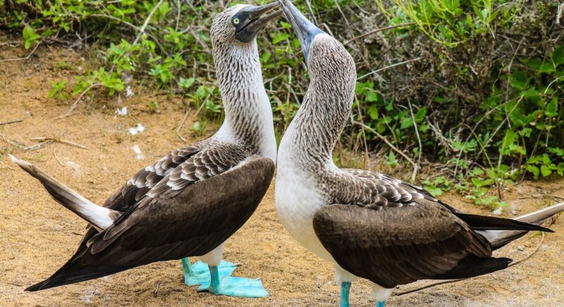 Two blue footed boobies touch bills