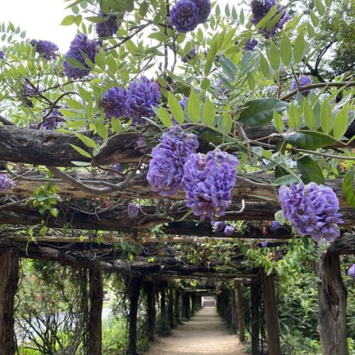 Coker Arboretum Arbor covered in lush green leaves and purple flowers on the UNC-Chapel Hill campus.