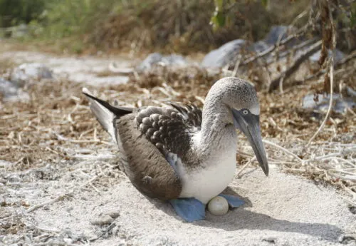 Blue-footed Booby protecting its egg