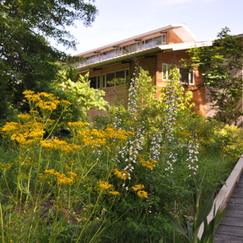 A wooden walkway leading to a house with yellow and white flowers in front of it.
