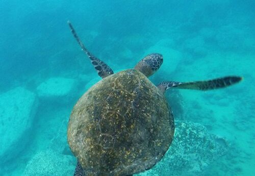 sea turtle in the galapagos