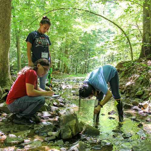 Three students standing in a river with one bent over collecting water sample