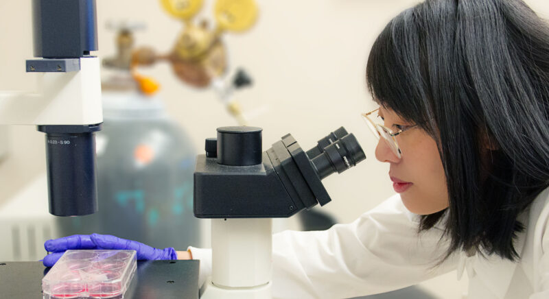 Dr. Yanping at a microscope in a lab.