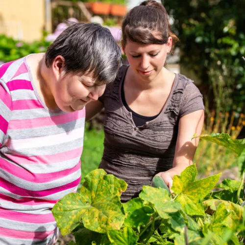 mentally handicapped and disabled woman and a caregiver looking at cucumbers in a raised bed, both having fun and learning in the process