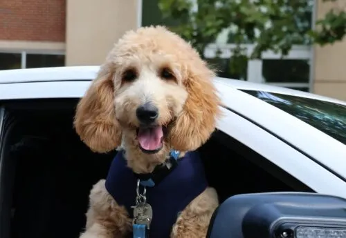 Mia the Community Dog