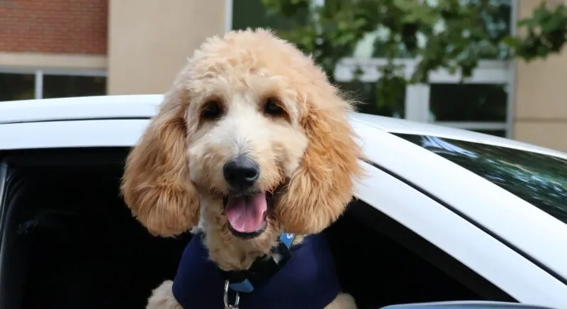 Mia the Community Dog